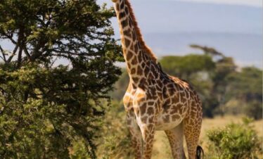5-DAY ULTIMATE TANZANIA SAFARI