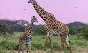 5 Day luxury safari in Serengeti with Balloon